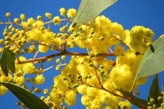 Golden-Wattle